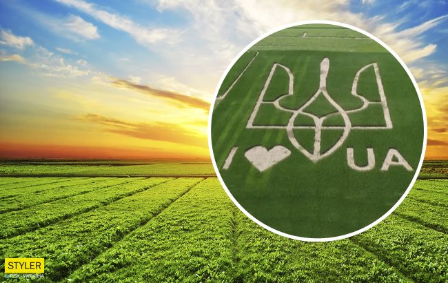 Под Киевом на поле высеяли огромный герб Украины: фото завораживаєт