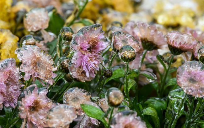 Заморозки і не тільки: синоптики розповіли про погоду у найближчі дні