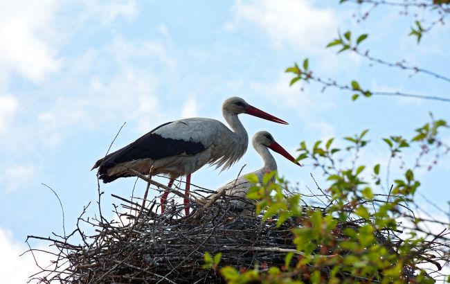 Відсьогодні в Україні стартує "сезон тиші": що це означає