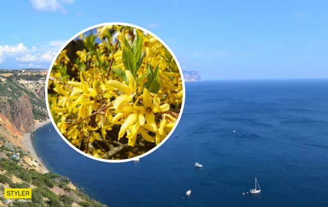 Цветущие кусты в середине января: в сеть попали фото природных аномалий