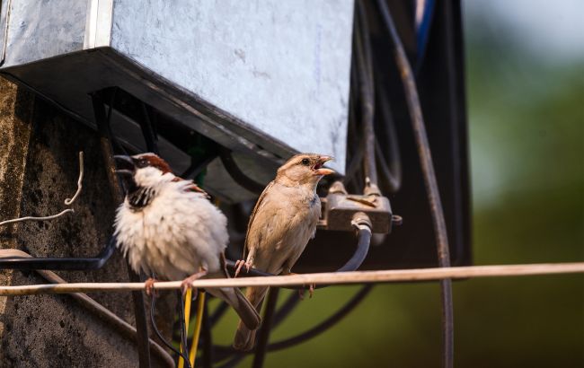 Голуби з'їдають усе? Простий трюк, щоб восени нагодувати синичок і горобців