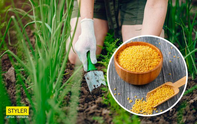 Тільки досвідчені городники знають, навіщо посипати город пшоном