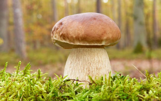 Кулинар поделился быстрым рецептом маринованых грибов: сразу к столу!