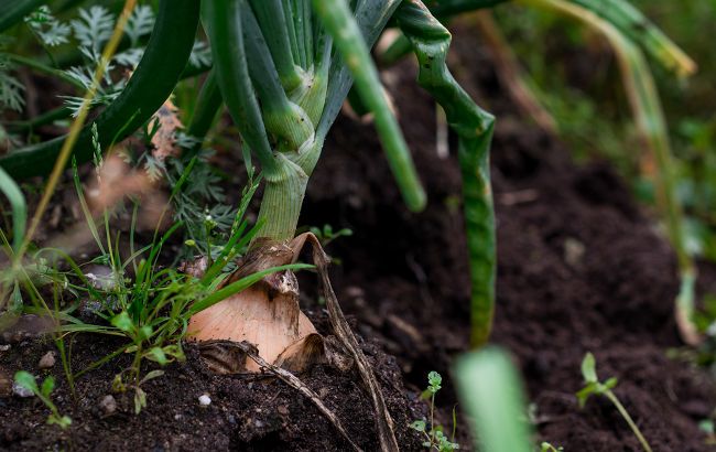 Як зрозуміти, що настав час збирати врожай цибулі: основні ознаки