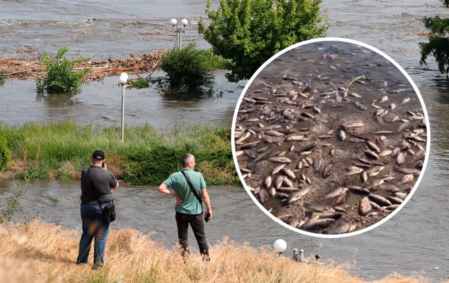 На півдні України почався масовий мор риби. Це треба знати, щоб не отруїтися