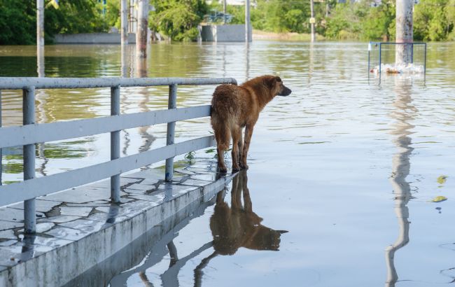 Вода відступає. З'явилися свіжі супутникові знімки Херсона