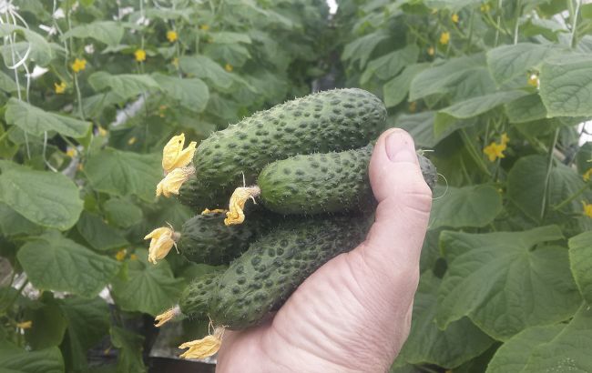 Коли садити огірки, щоб отримати щедрий урожай