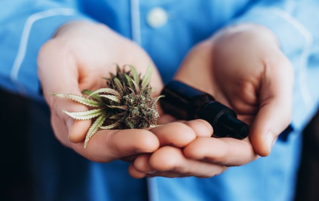 "Ні в кого немає такої системи". Як в Україні контролюватимуть обіг медичного канабісу