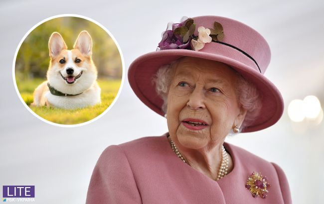 В Королевском дворце "пополнение": Елизавета II завела новых питомцев