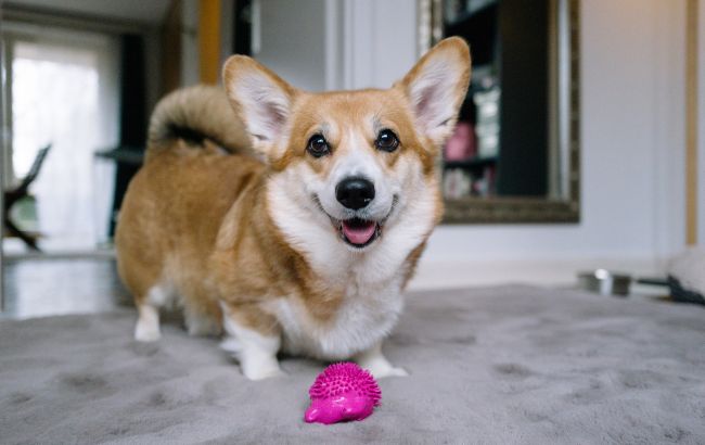 Як виховати слухняного і щасливого собаку: 5 порад від кінолога, які дійсно працюють