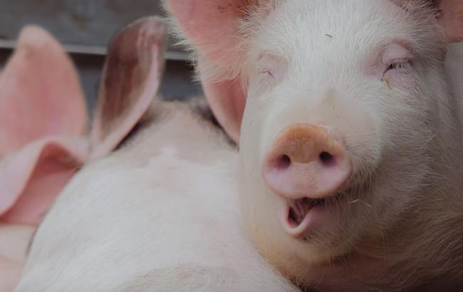 "Горівка не смакує, нема чим закусити": з'явився веселий "свинячий" кавер на "Despacito" (відео)