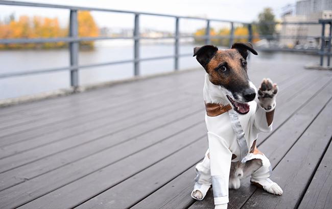 Украинские супергерои: от Котигорошка до нано-пса