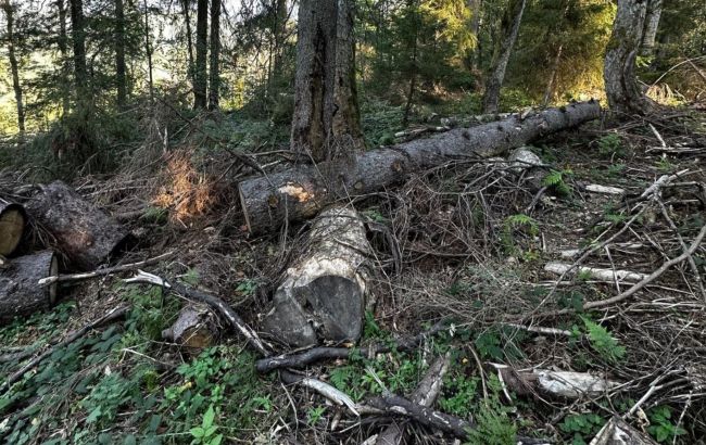 Вирубували ліси у заповіднику: на Закарпатті судитимуть керівника лісництва