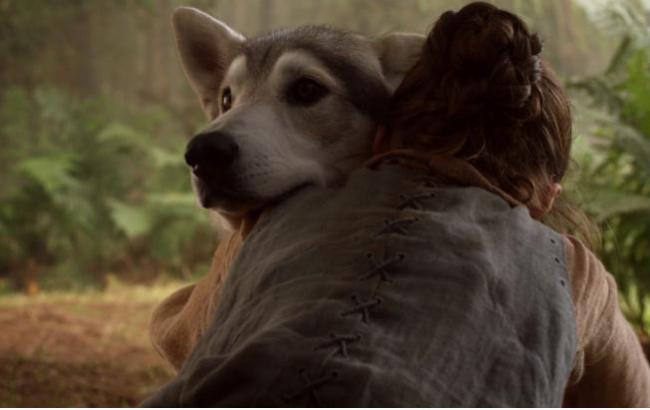 Пітер Дінклейдж просить фанатів "Гри престолів" перестати купувати хаскі через їх схожості з лютововками