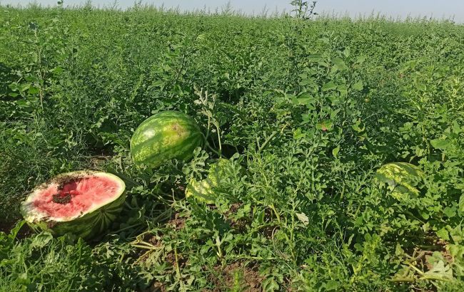 "Сердце разрывается": в Херсонской области спелые арбузы пропадают на полях (видео)