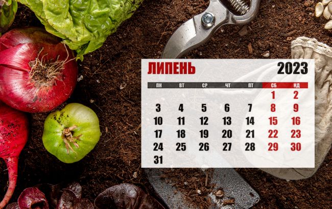 Посівний календар на липень 2023: що та коли потрібно зробити на городі