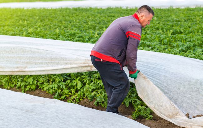 Від посухи до потопів: врожай яких культур під загрозою через липневу погоду в Україні