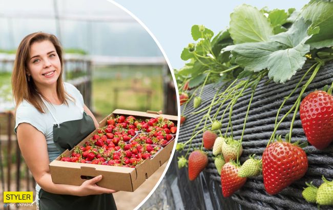 Платят больше, чем в Польше: условия труда и заработки в Финляндии