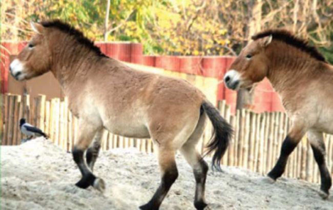 Животных в Красной книге Украины стало больше: появился обновленный перечень