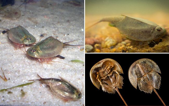 Застали навіть динозаврів: які тварини найстаріші на планеті (фото)