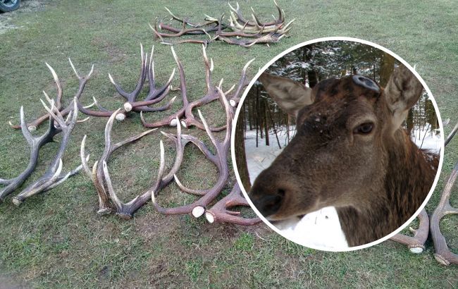 Українські олені стали скидати роги: зоологи розкрили таїнство природи (фото)