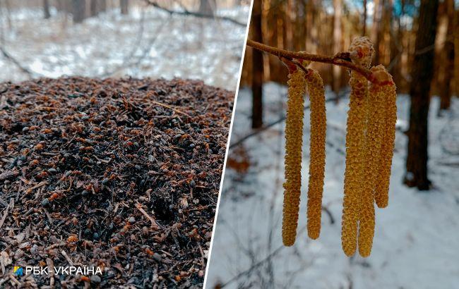 На заснеженное Полесье прилетели первые серые журавли: яркие фото