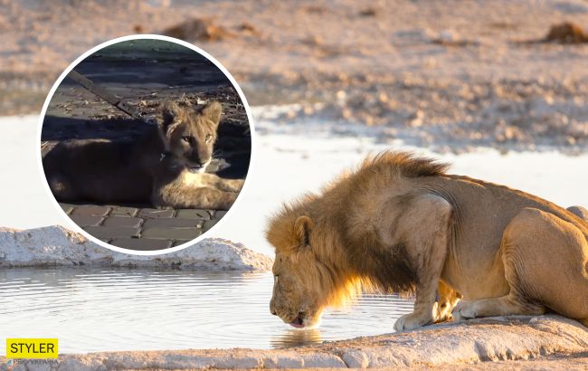 Львенка, которого держали в ресторане на Прикарпатье, отправят на реабилитацию в Африку