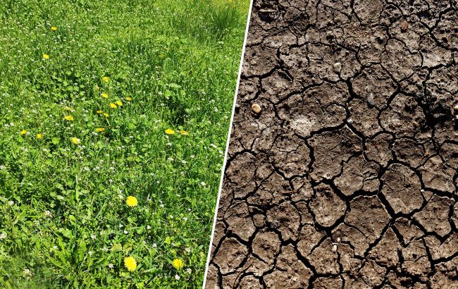 Кияни розкритикували боротьбу комунальників із весняною травою: фото до і після скошування