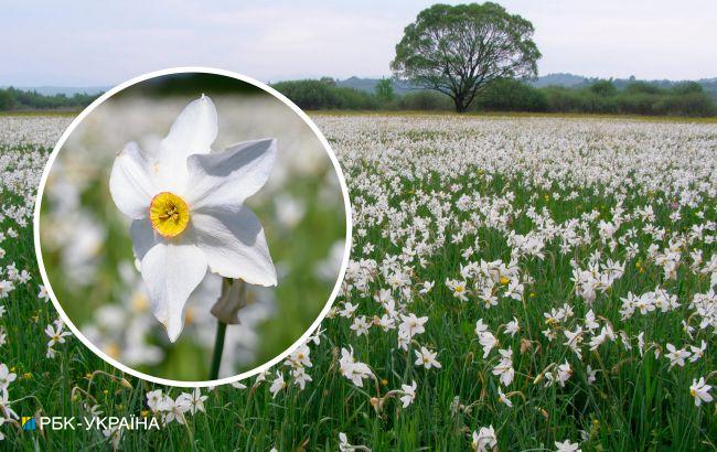 Унікальні квіти. На Закарпатті починає цвісти знаменита Долина нарцисів