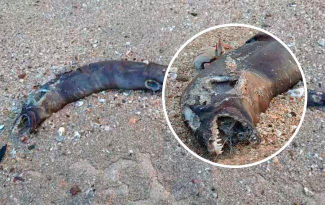 Такого ще не бачили. На берег відомого курорту викинуло "монстра з фільму жахів" (фото)
