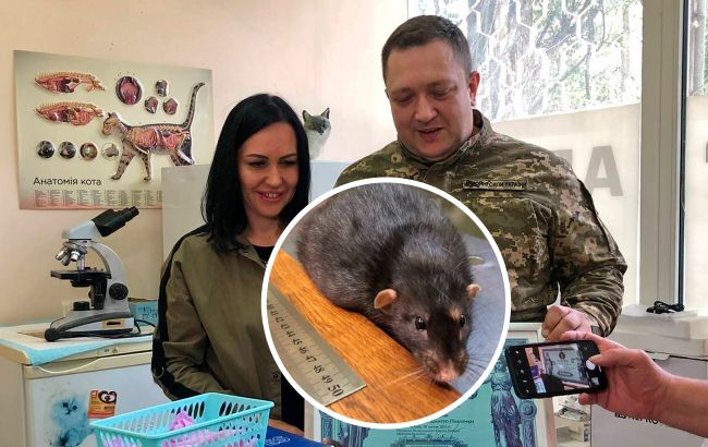 В Киеве зафиксировали самую большую серую крысу в мире: сколько она весит