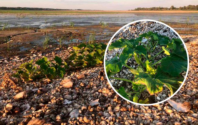 На дні Каховського водосховища утворилися городи: там не лише картопля  (фото)