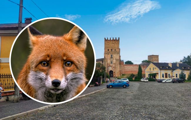 Бігає серед людей та ховається у кущах: у центрі Луцьку помітили хижу тварину