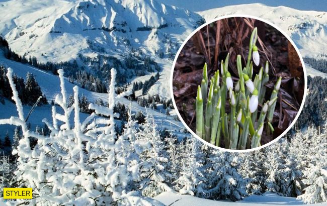 На Закарпатті серед зими розцвіли проліски: "наче у казці" (фото)