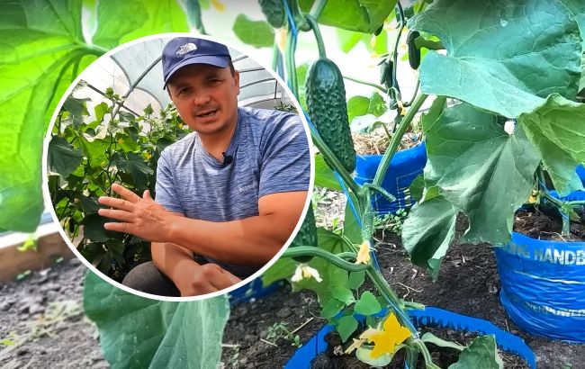 Огірки, вирощені в такий спосіб, гарантовано дадуть удвічі більший врожай