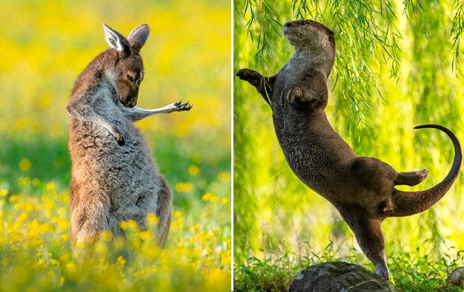Дивіться найкумедніші знімки дикої природи 2023: неймовірні моменти на фото