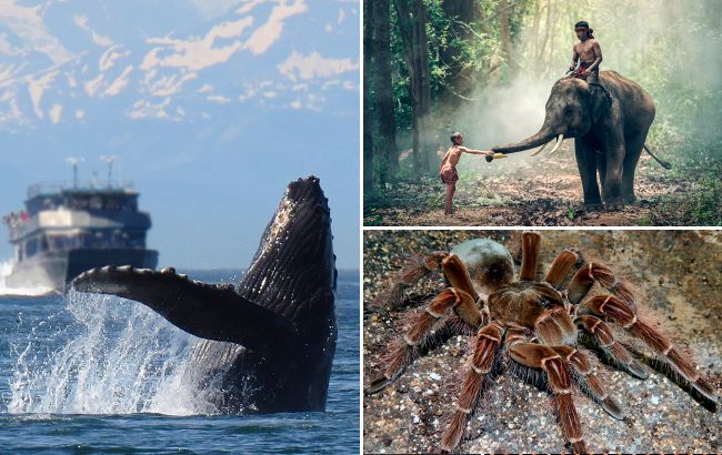 11 найбільших істот на планеті. Яких розмірів досягають і чим харчуються