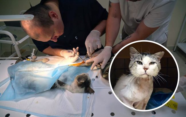 Под Киевом спасли раненого котика с 6 пулевыми: история пушистика не оставит вас равнодушными