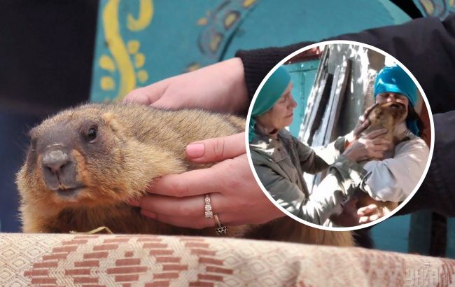 "Готовится отдыхать": сурок-прорицатель Тимко пережил оккупацию в Харьковской области