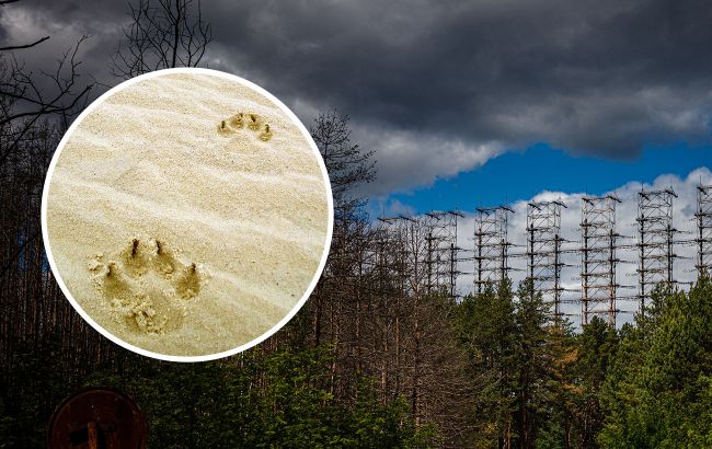 У Чорнобилі показали грайливого хижака, який не злякався людей: захоплюючі фото