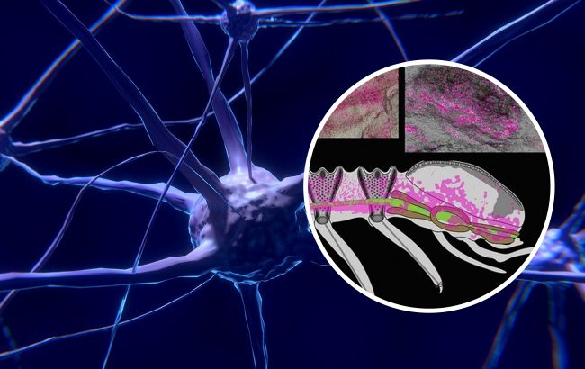 Знайдено найстаріший мозок на планеті і йому півмільярда років: чим він здивував учених