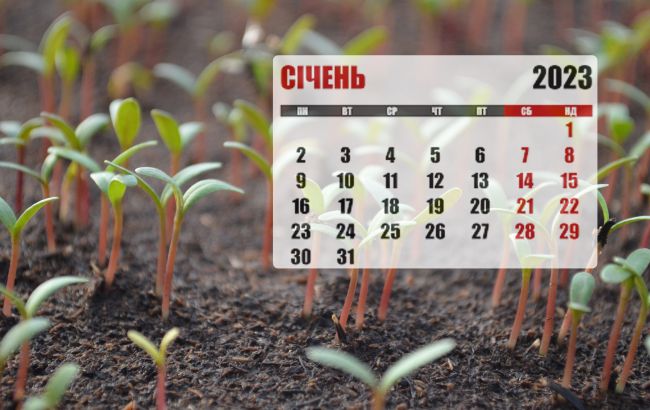 Посівний календар на січень 2023 за фазами Місяця: коли та що садити