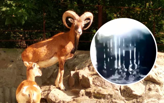 Вода с Каховской ГЭС затопила зоопарк "Казкова діброва" (видео)