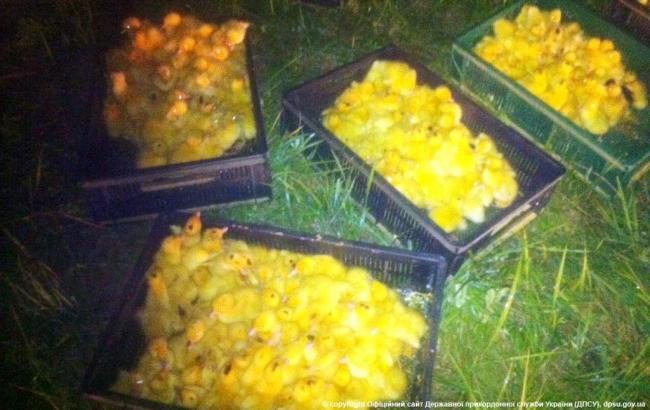 Українські прикордонники не випустили в Росію 3,5 тис. каченят