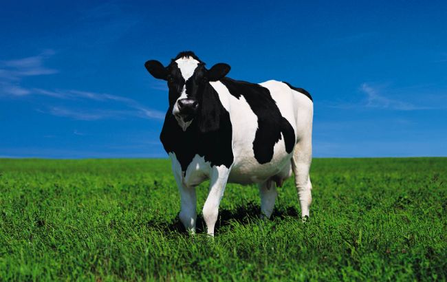 Поголовье скота в Украине в декабре сократилось на 2,8%