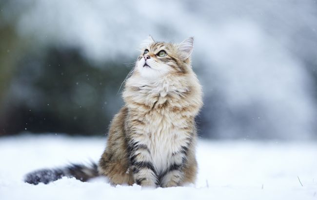 Погода на сегодня: по всей территории Украины снегопады, температура до +5