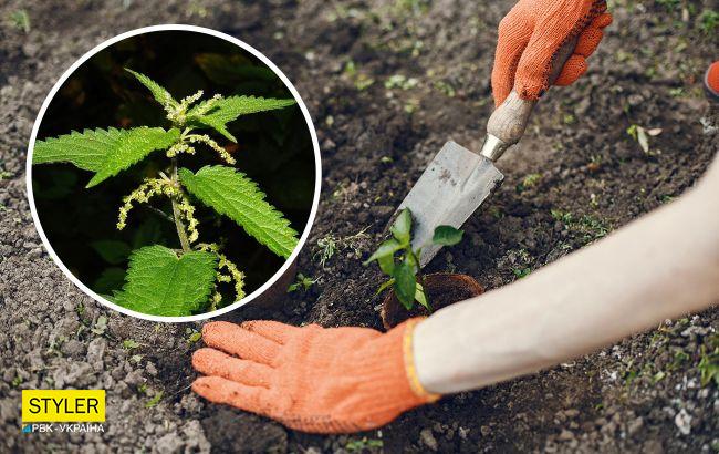 Для чого досвідчені дачники застосовують добриво з кропиви