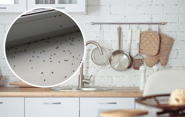 Как избавиться от мошек на кухне: используйте эти народные средства