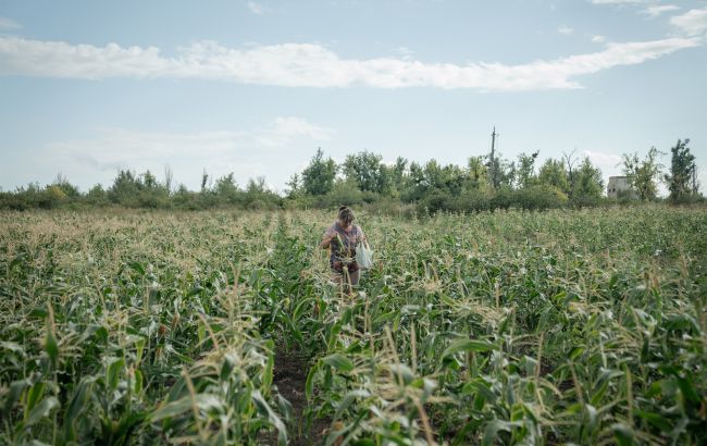 Посуха й шкідники нищать поля: які регіони України можуть втратити врожай