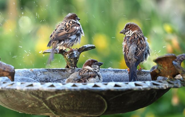 Великі зграї зникають: куди поділись горобці й чи можемо ми втратити їх назавжди